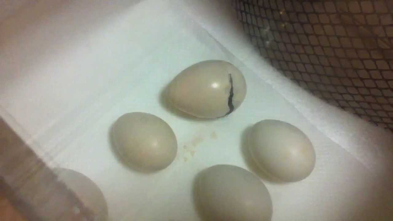 Pheasant Egg Hatching in 3 seconds YouTube