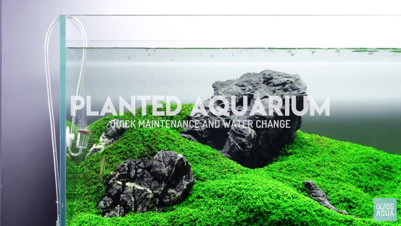 HOW TO Quick Planted Aquarium Maintenance and Water Changes YouTube
