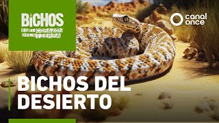In Search of Bugs - Desert Bugs