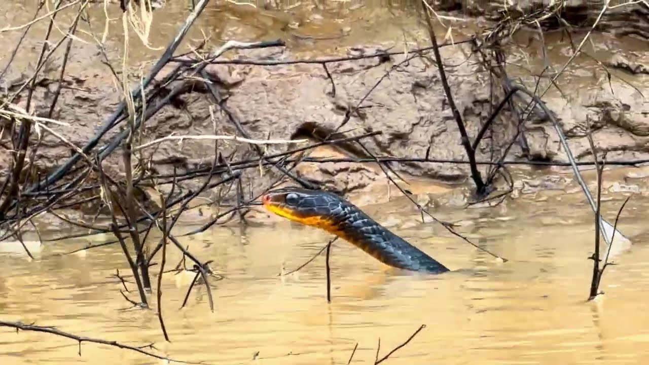 Black Water snake, Peruvian Amazonia