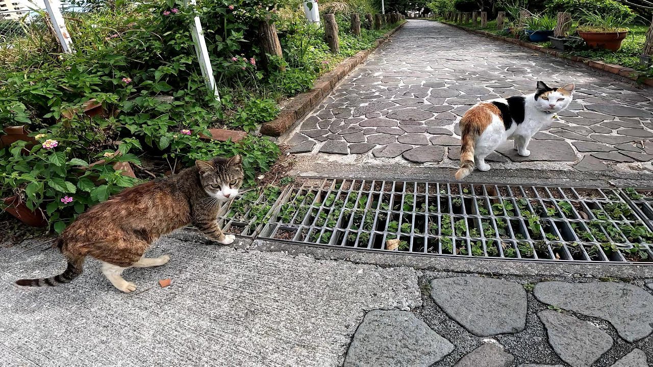 リラックスできる音楽と猫。睡眠音楽。やっぱり猫が好き。野良猫の日常