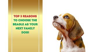 Top Tips: Why Choose A Beagle For Your Next Family Dog!