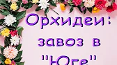 Орхидеи,узамба́рские фиалки,Самара🌺
