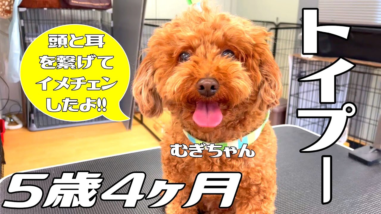 頭と耳を繋げてイメチェンしてみた！】5歳4ヶ月のトイプー・むぎちゃん