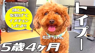 頭と耳を繋げてイメチェンしてみた！】5歳4ヶ月のトイプー・むぎちゃん