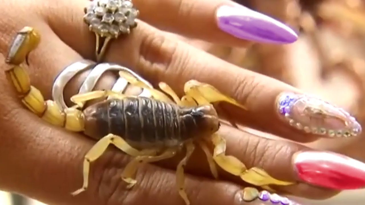 Glue scorpions to nails in new beauty trend in Mexico | Alacranes las uñas,  la nueva 