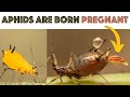 Aphids can CLONE themselves?! - Educational Macro [ Fascinating Facts ]