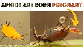 Aphids can CLONE themselves?! - Educational Macro [ Fascinating Facts ]