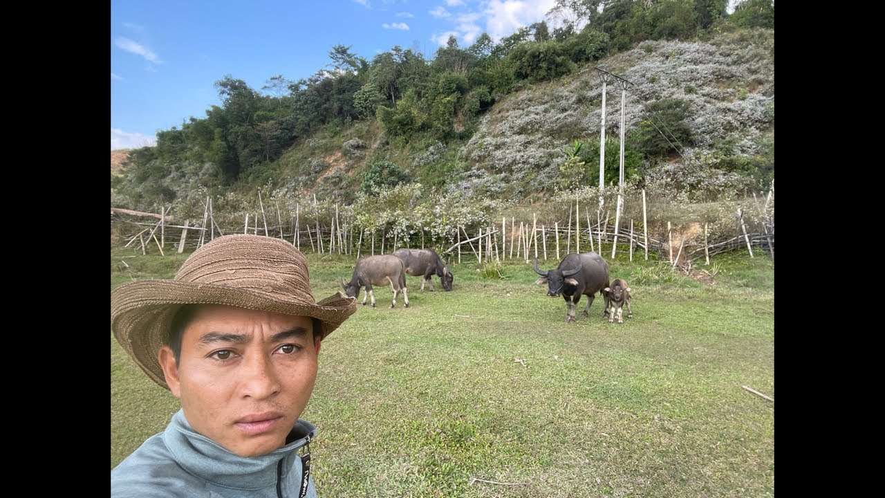 Một Buồi Chiều Đi Tìm Trâu