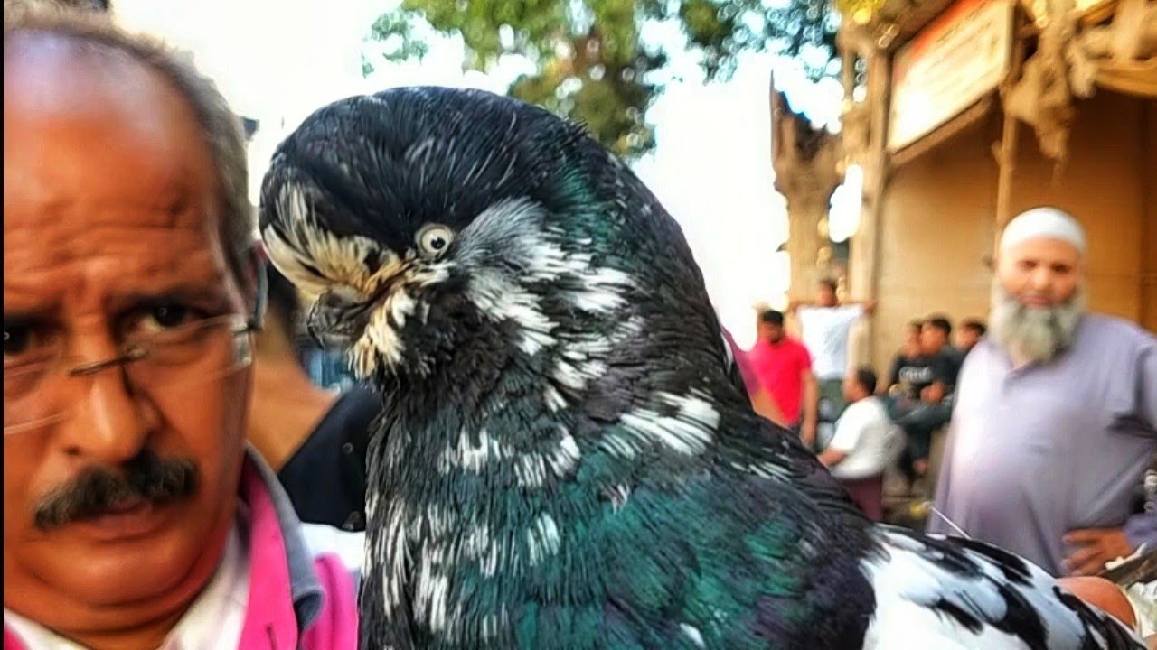 أقوى عروض لبيع الحمام فى مصر 🇪🇬🏆 عند عم هانى بأسعار تتحدى التجااار 01001044693