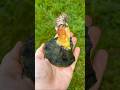 Breaking Open A Bluing Bolete Breaking Open A Bluing Bolete