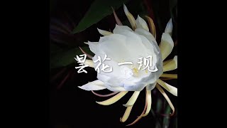 201707 昙花一现40184