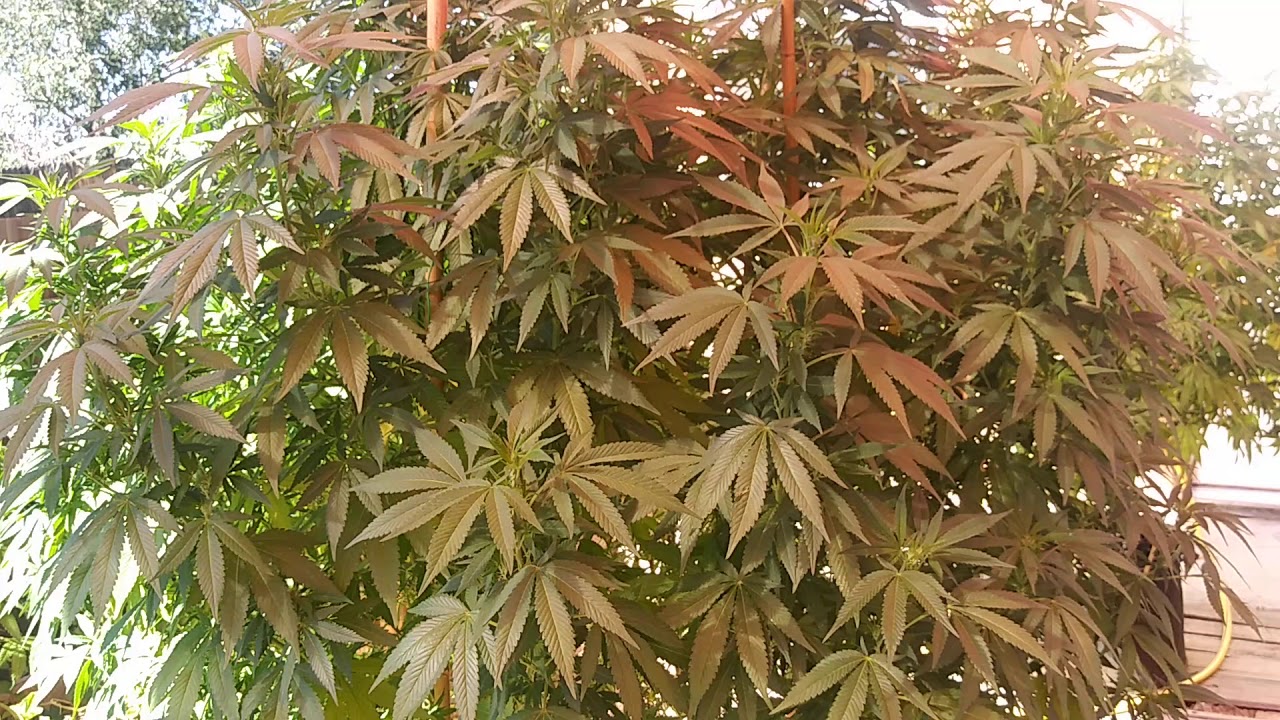 A look at the out door grow 2019 YouTube