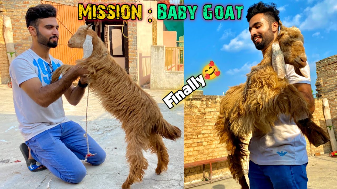 Finally🥰Baby goat ly aye 🐐 MISSION BABY GOATPassed😛 YouTube