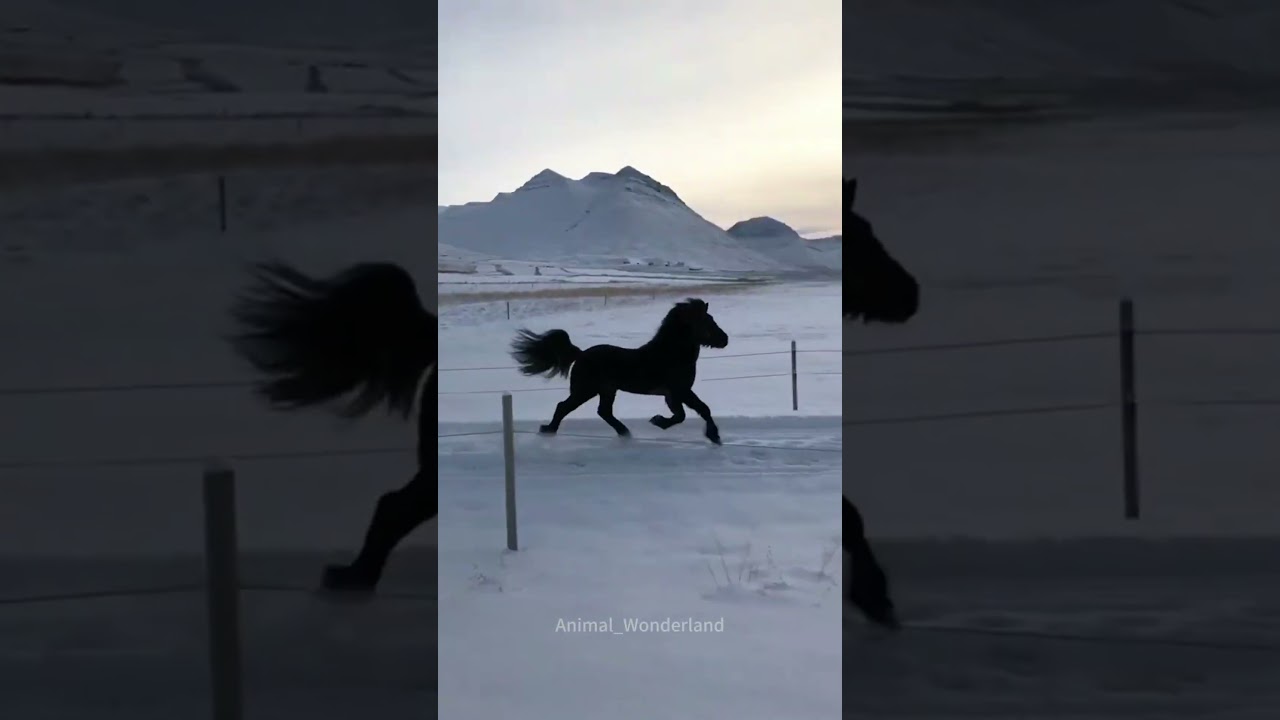 Horse in the snow❤️❤️❤️