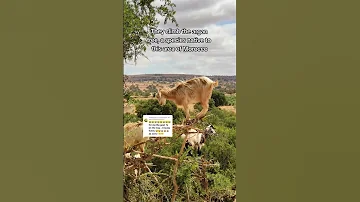 Travel Morocco Moroccotravel Travelmorocco Exploremorocco Visitmorocco Shorts Goats 