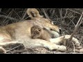 Two Good Lion Sightings at Mala Mala Camp