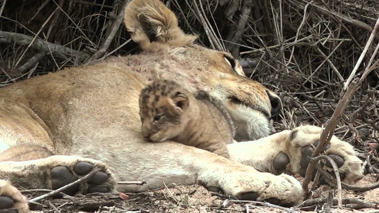 Two Good Lion Sightings at Mala Mala Camp