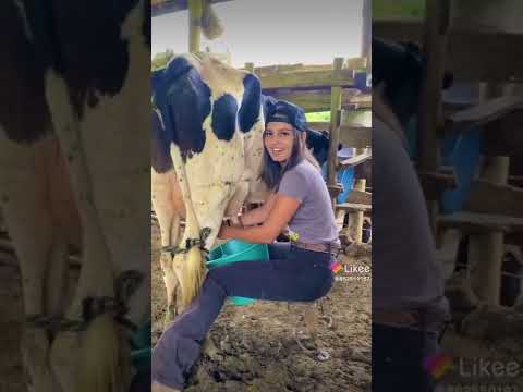 فتاة فلاحة تحلب البقرة 
