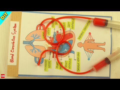 Blood Circulation Working Model School Project - Biology Project - DIY