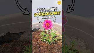 10 O'Clock Flower Kaise Ugayein? 🌸 (Full Guide) portulaca #shorts #flowers #gardening