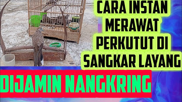 Cara Menjinakkan Perkutut di Sangkar Layang TERNYATA EASY
