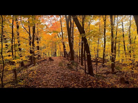 Evening Autumn Walk in the Quebec Forest, Canada, Nature Sounds 4k ...
