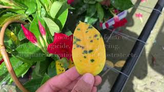 Mandevilla Diseases