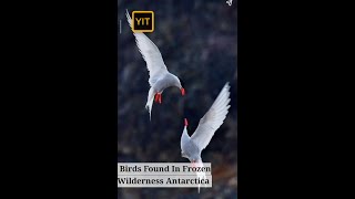 Antarctic Bird Species A Frozen Wilderness Discovery