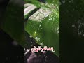🎥 نصائح للزواج الناجح ❤️ #الحياة_الزوجية  #foryou  #الأسرة  #foryou  #النسويه  #الزواج