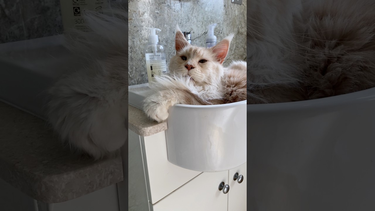 Taiko relaxing in the bathroom basin
