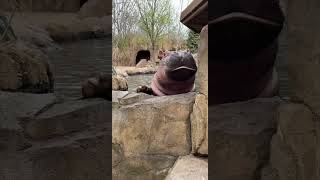 Fiona the Hippo Says Hello! - Cincinnati Zoo #shorts