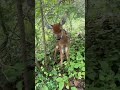 Baby Deer