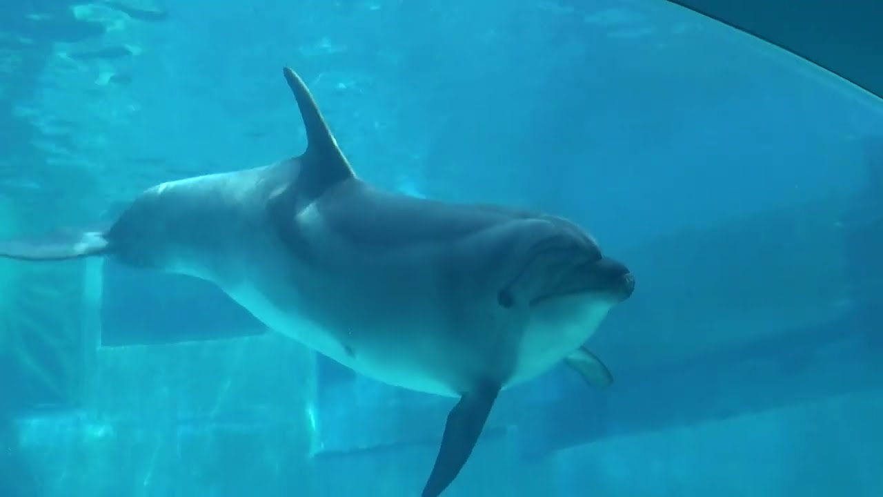 2026.6.24海霊イルカ 沖縄産ヤコウカイ 名古屋港水族館のイルカ 2026年6月11日 9時42分頃 - YouTube