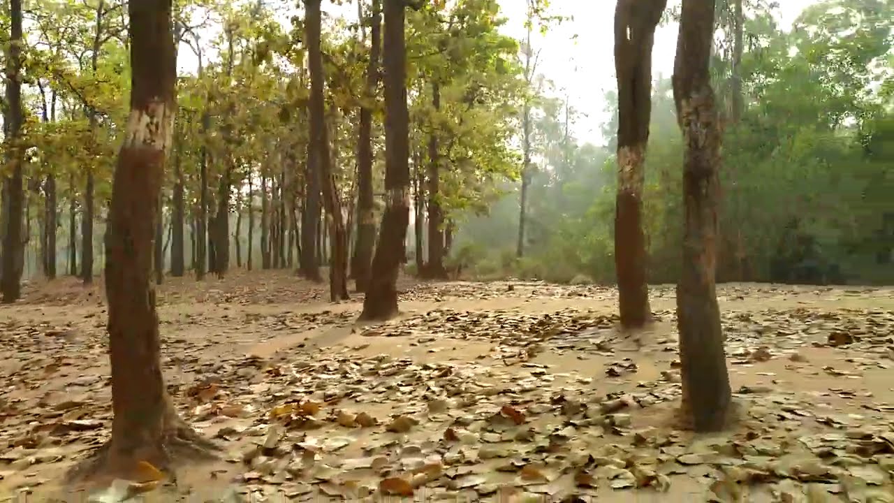 Short drive through Sonajhuri Forest, Santiniketan