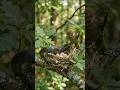 “Mother Bird vs Snake – No Escape”#shortsfeed #wildlife #moralstory #shorts#ytviral #ytshorts #birds