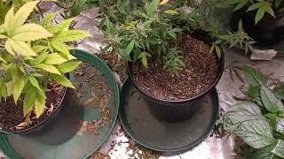 grow room need some water good and the bad
