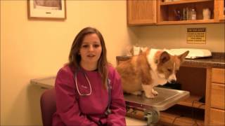 Nicole Keller Ridgewater College Veterinary Technology student
