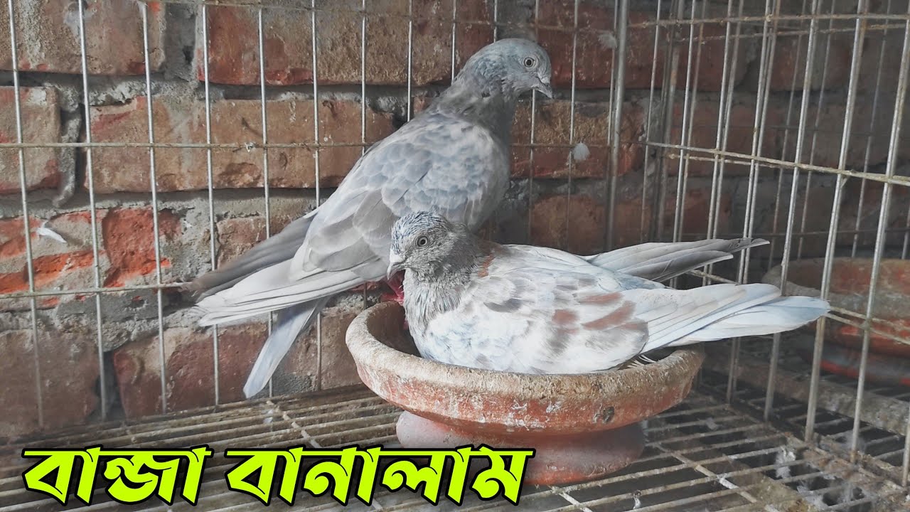 কিভাবে বান্জা কবুতর বানাবেন . How to make froster pigeon