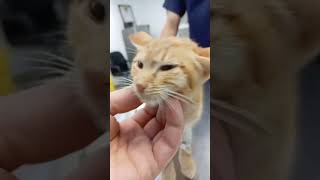 Solan update , #cat #adoptstrays #feralcat #kitten