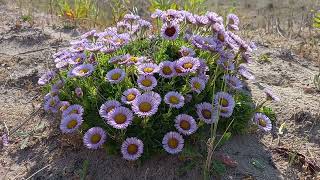 Sun-Kissed Serenity: Seaside Daisy Delight on a Scorching Day