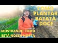 COMO PLANTAR BATATA DOCE + MOSTRANDO NOSSA HORTA ORGÂNICA. (ROBERTO LUNA VIDA NA ROÇA)