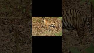 Tiger Mating Lion | Tiger Reproduction Video | Tiger vs Lioness #wildlifehub #tiger #savagekingdom