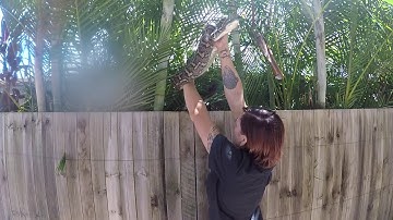 CARPET PYTHON IN COOMERA