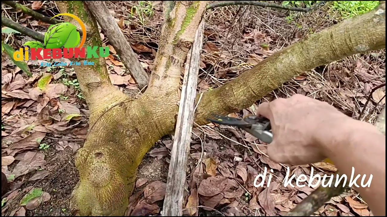 Jangan Telat Pruning Pohon Alpukat