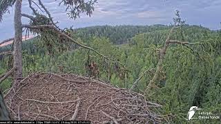 J E20260829 074510EagletFliesAwayFromTop