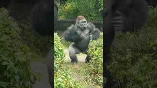 The Magnificent Gorillas 🦍 | Discovering the Secrets of Gentle Giants