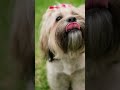 #funny joks #jcute dog #viral video
