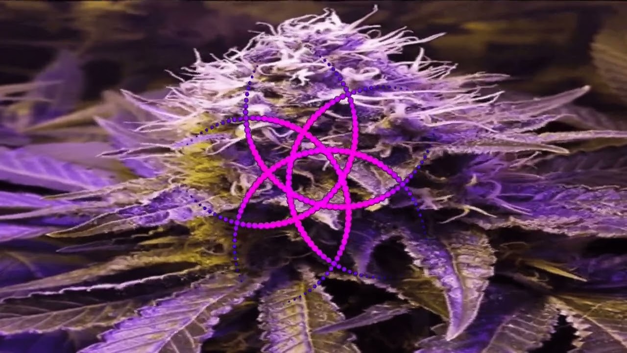 Dr. Psyhead - Purple Haze