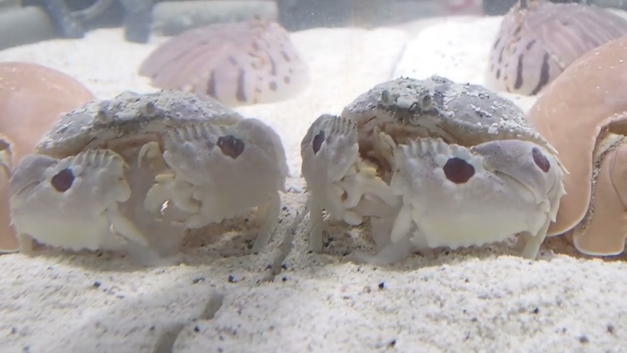 器用なカニ】メガネカラッパさん、マルソデカラッパさん、トラフ